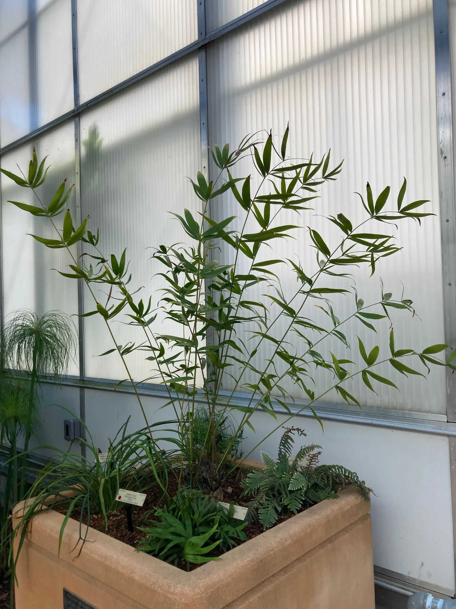 Bamboo Cycad (Ceratozamia Hildae) — unfurling from a central trunk to create an elegant