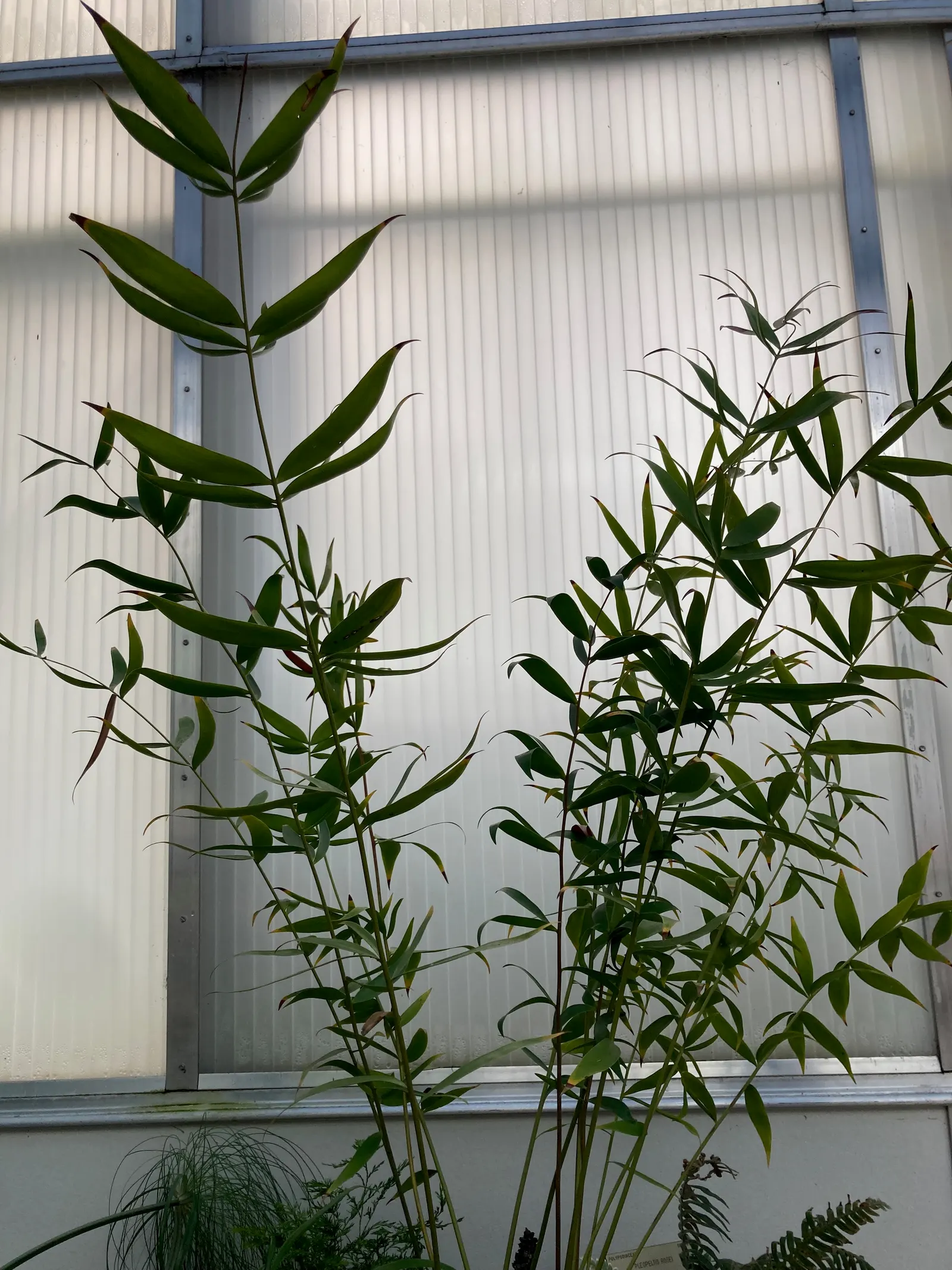 Bamboo Cycad (Ceratozamia Hildae) — making it an exceptional understory plant