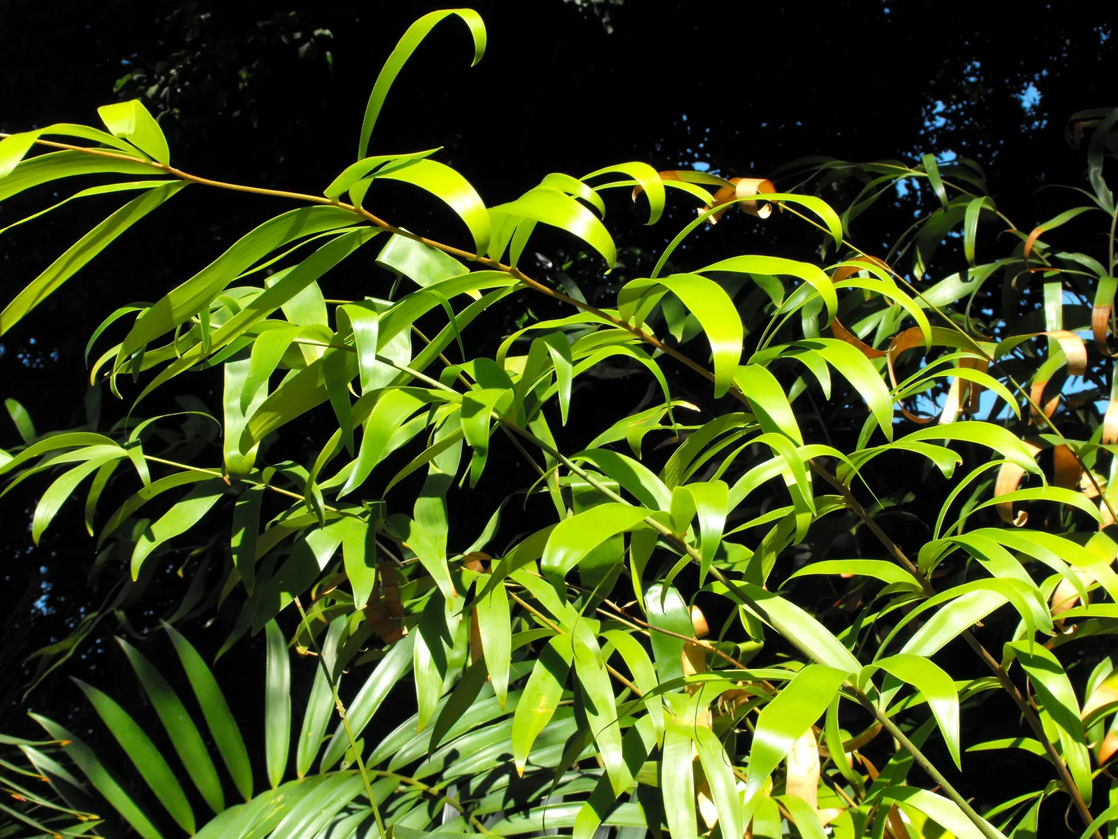 Bamboo Cycad (Ceratozamia Hildae) — and glossy leaves that cascade beautifully from a central trunk