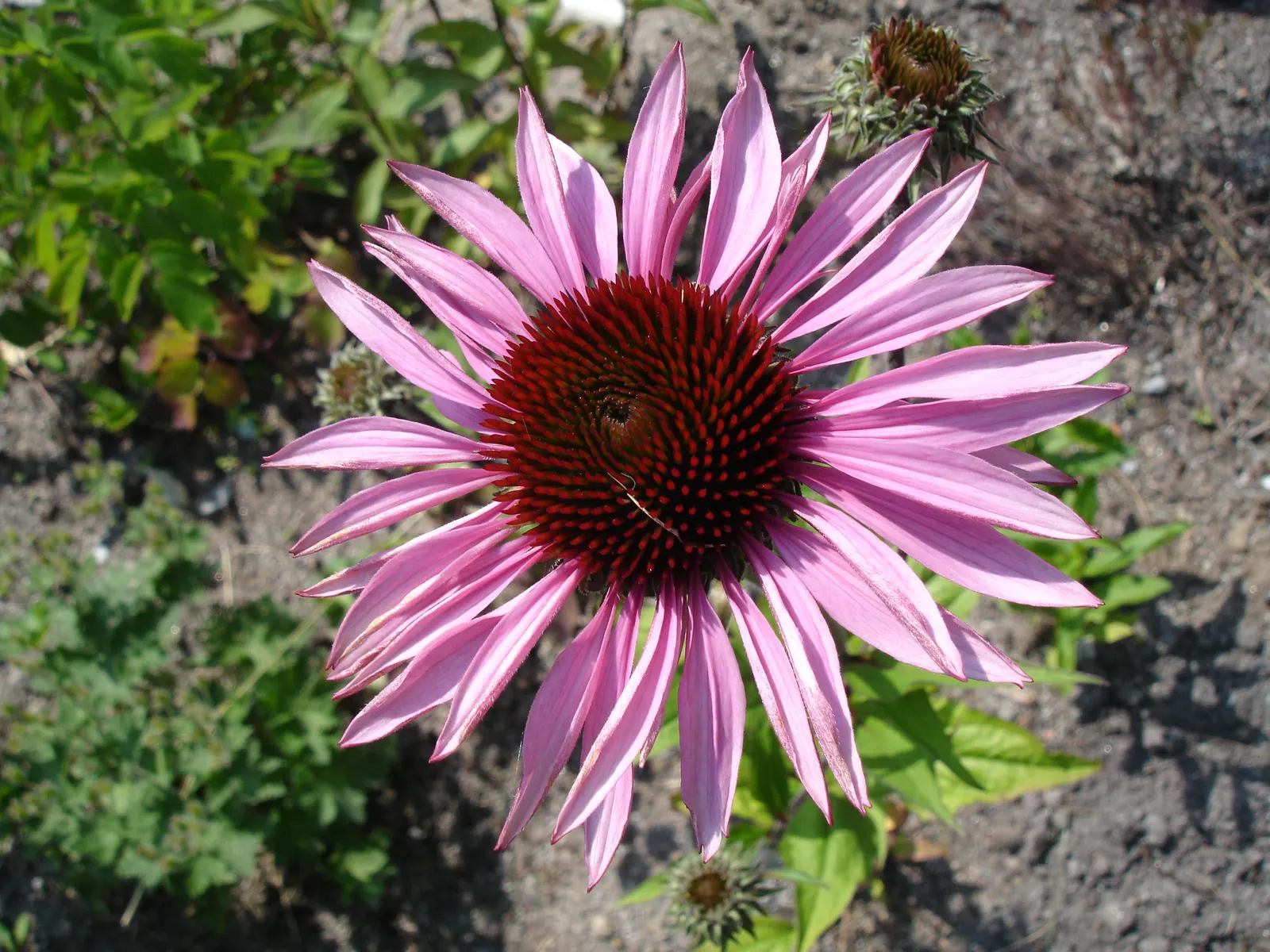 Merlot Coneflower (Echinacea 'Merlot') — raspberry-pink flowers with a striking reddish-brown central cone