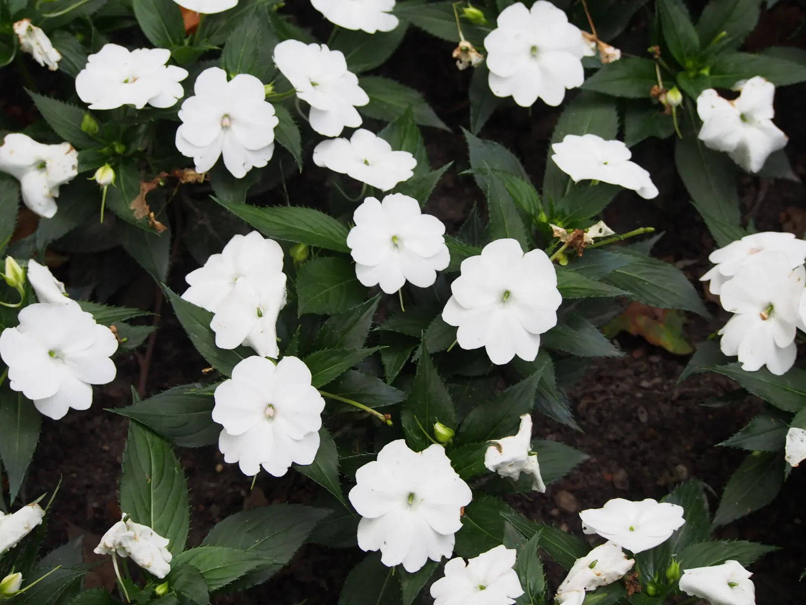 SunPatiens® Compact Classic White (Impatiens x hybrida) — Growing 16-30 inches tall and wide, it's perfect for beds, borders, and containers