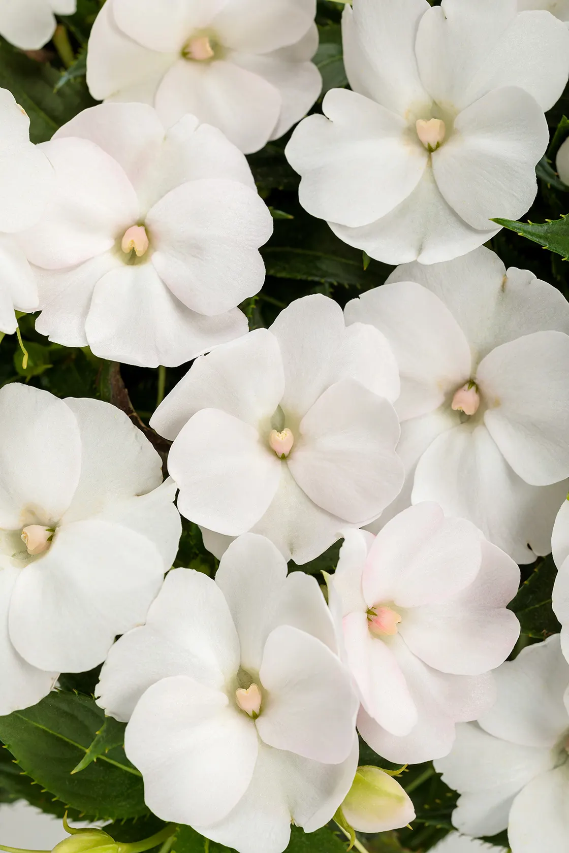 SunPatiens® Compact Classic White (Impatiens x hybrida) — SunPatiens&reg; Compact Fire Red (Impatiens 'SunPatiens Compact White') is a vibrant, low-maintenance
