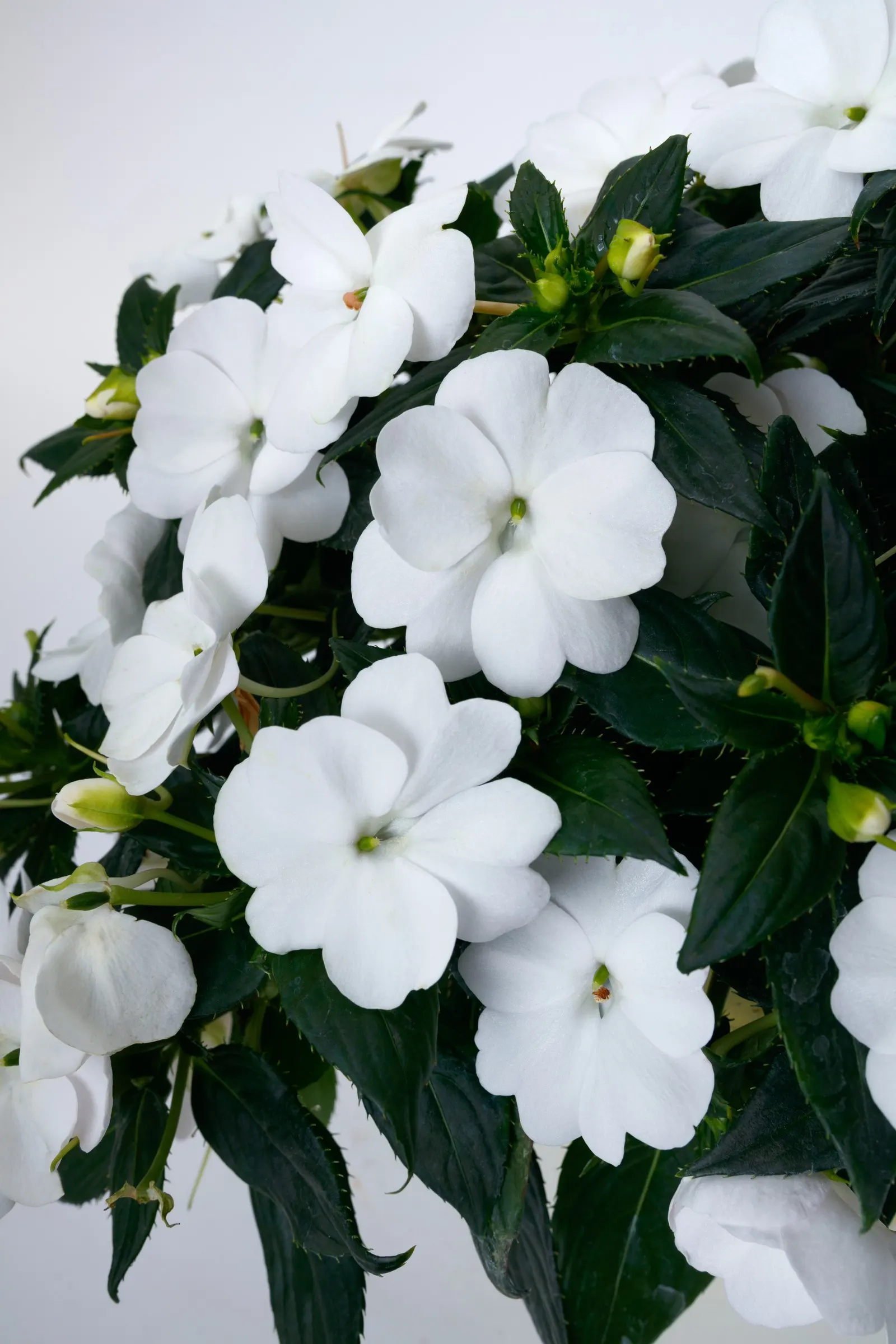 SunPatiens® Compact Classic White (Impatiens x hybrida) — Boasting fiery red blooms against lush green foliage, it thrives in full sun to partial shade