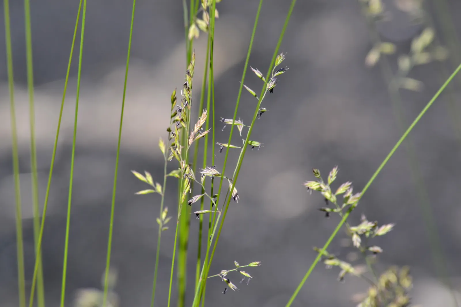 Sheep's Fescue (Festuca Trachyphylla 'Rana Creek') — This low-maintenance, drought-tolerant species prefers full sun to part shade and well-drained soils
