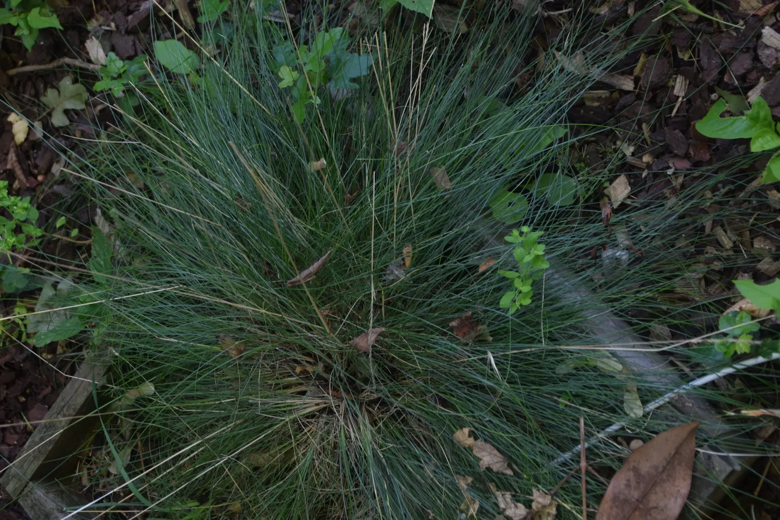 Sheep's Fescue (Festuca Trachyphylla 'Rana Creek') — or as an accent in rock gardens or borders.<br><br>Hardy in USDA zones 4 through 8