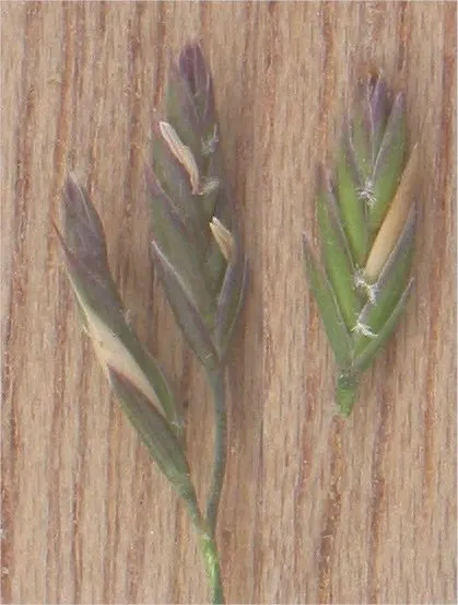 Sheep's Fescue (Festuca Trachyphylla 'Rana Creek') — blue-green blades form tidy mounds and are relatively low-maintenance