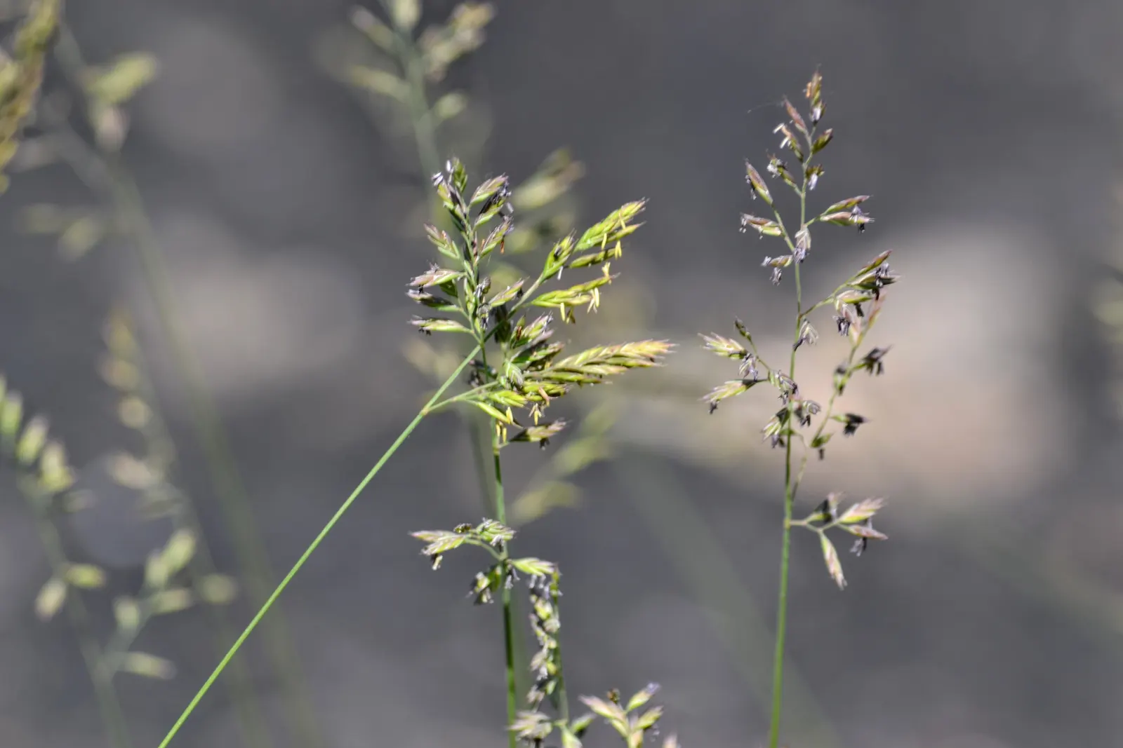 Sheep's Fescue (Festuca Trachyphylla 'Rana Creek') — Its deep green tufts provide texture to landscapes, thriving in USDA zones 4-7