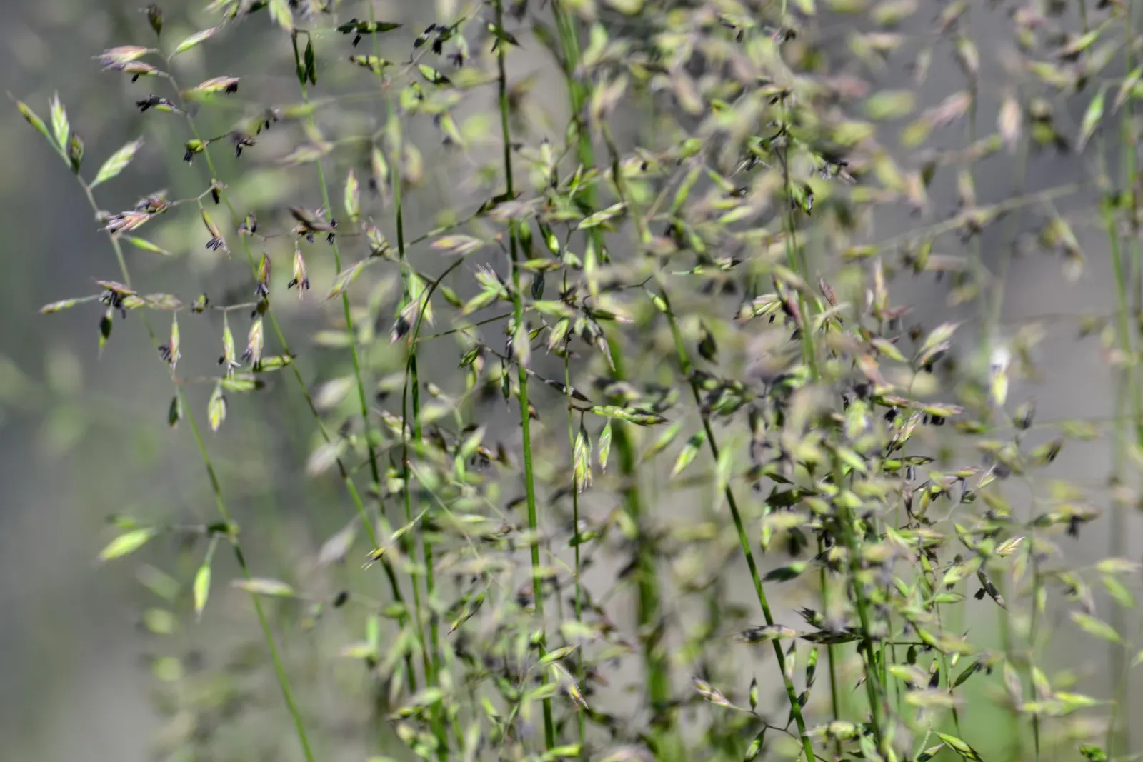 Sheep's Fescue (Festuca Trachyphylla 'Rana Creek') — verdant presence to any landscape