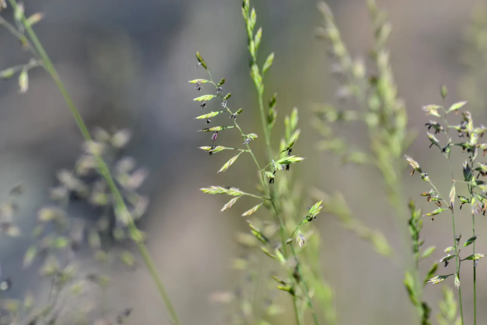 Sheep's Fescue (Festuca Trachyphylla 'Rana Creek') — requiring minimal fertilization and occasional watering once established