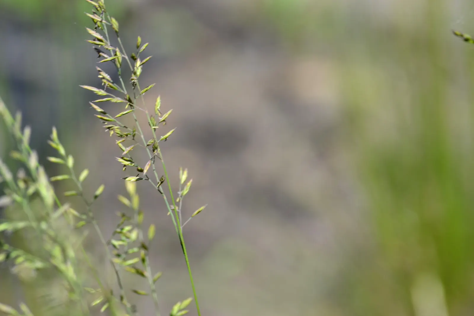 Sheep's Fescue (Festuca Trachyphylla 'Rana Creek') — tufted appearance.<br><br>Its narrow