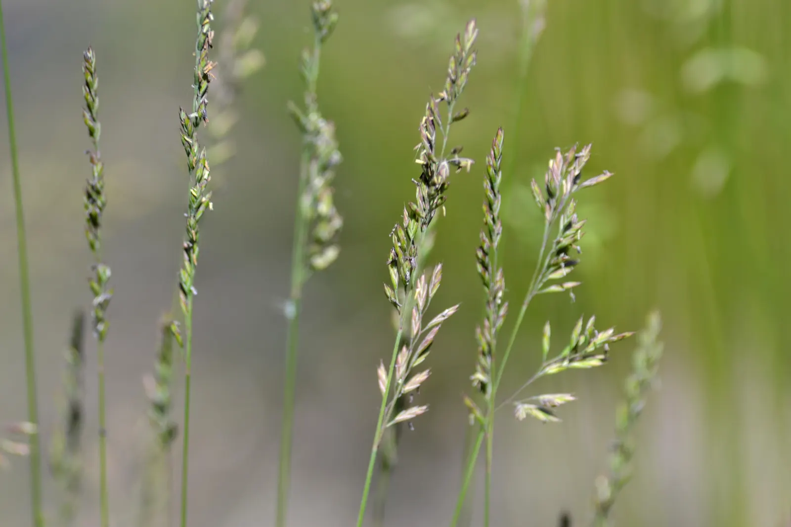 Sheep's Fescue (Festuca Trachyphylla 'Rana Creek') — scientifically known as Festuca trachyphylla 'Rana Creek'