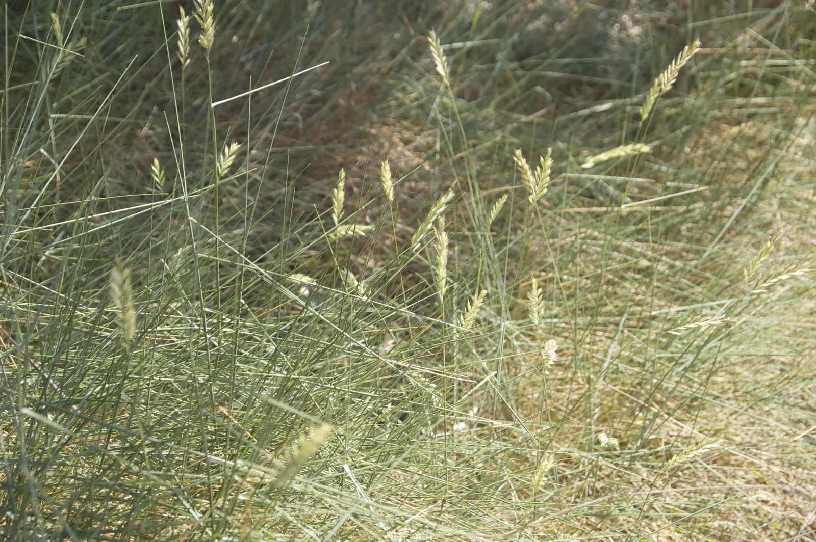 Sheep's Fescue (Festuca Trachyphylla 'Rana Creek') — natural aesthetic with minimal upkeep