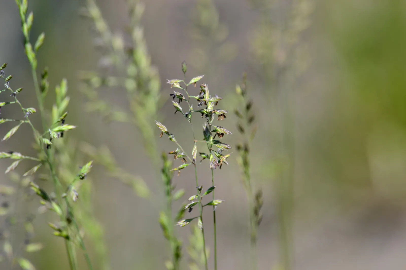 Sheep's Fescue (Festuca Trachyphylla 'Rana Creek') — with a spread equal to or slightly greater than its height