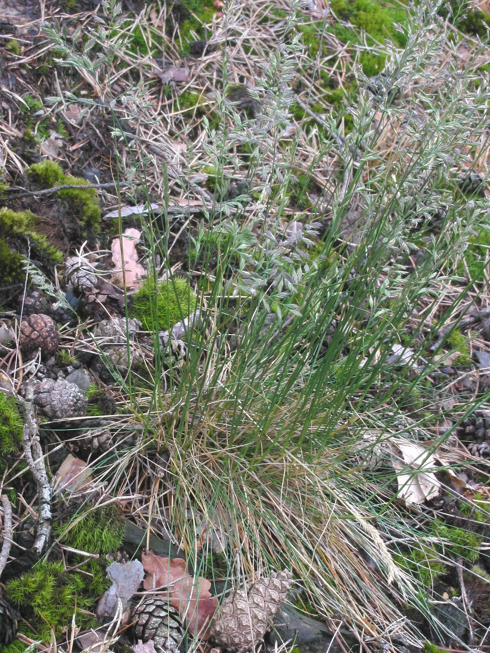 Sheep's Fescue (Festuca Trachyphylla 'Rana Creek') — finely-bladed cool-season grass with a mature height of about 6-10 inches