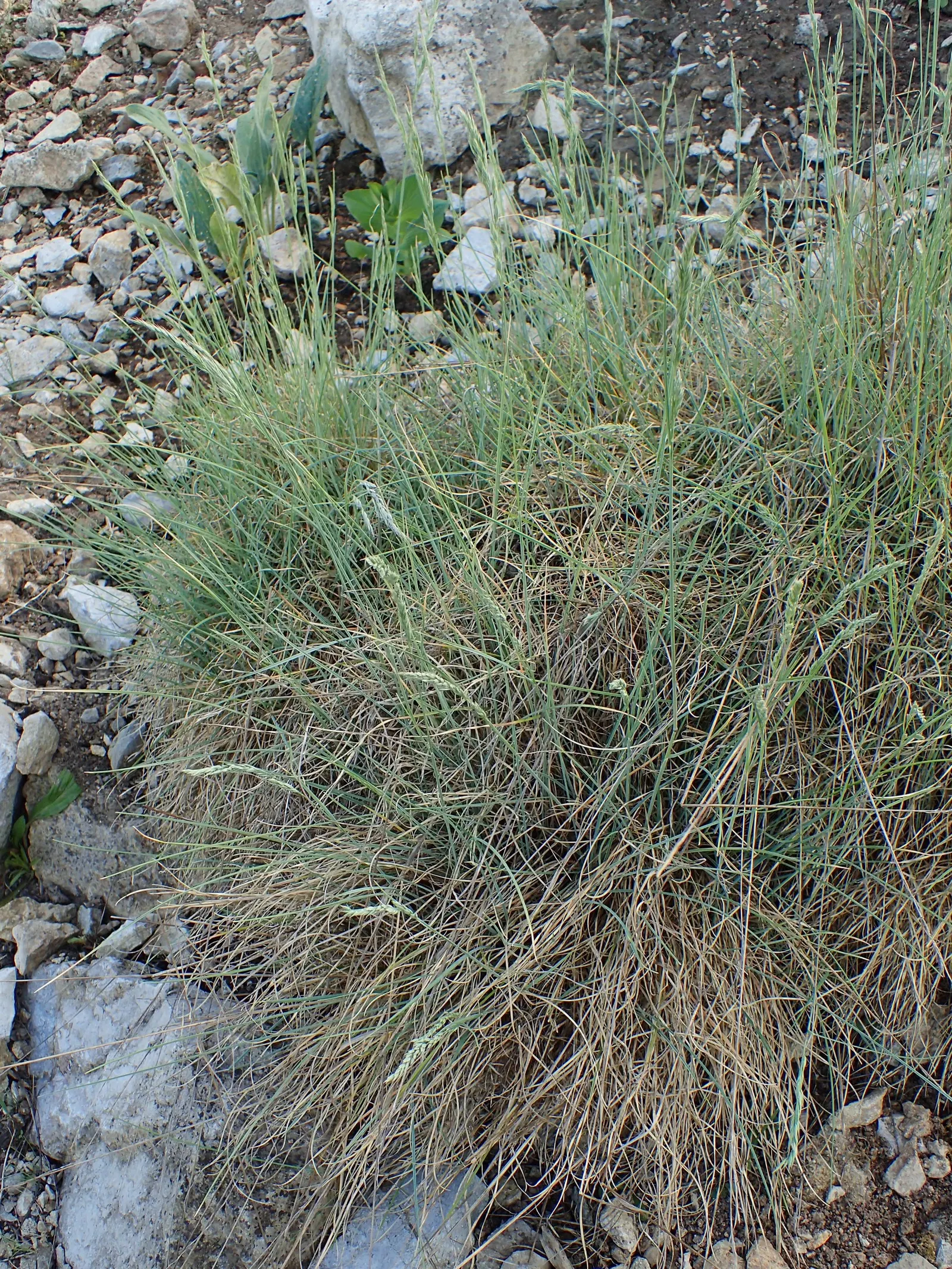 Sheep's Fescue (Festuca Trachyphylla 'Rana Creek') — 'Rana Creek' Sheep's Fescue can withstand cold winter temperatures down to -30&deg;F