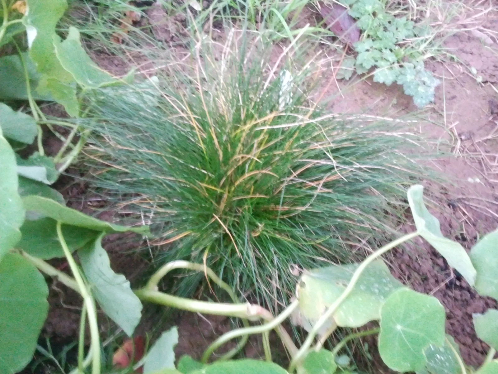 Sheep's Fescue (Festuca Trachyphylla 'Rana Creek') — making it a valuable component for winter landscapes