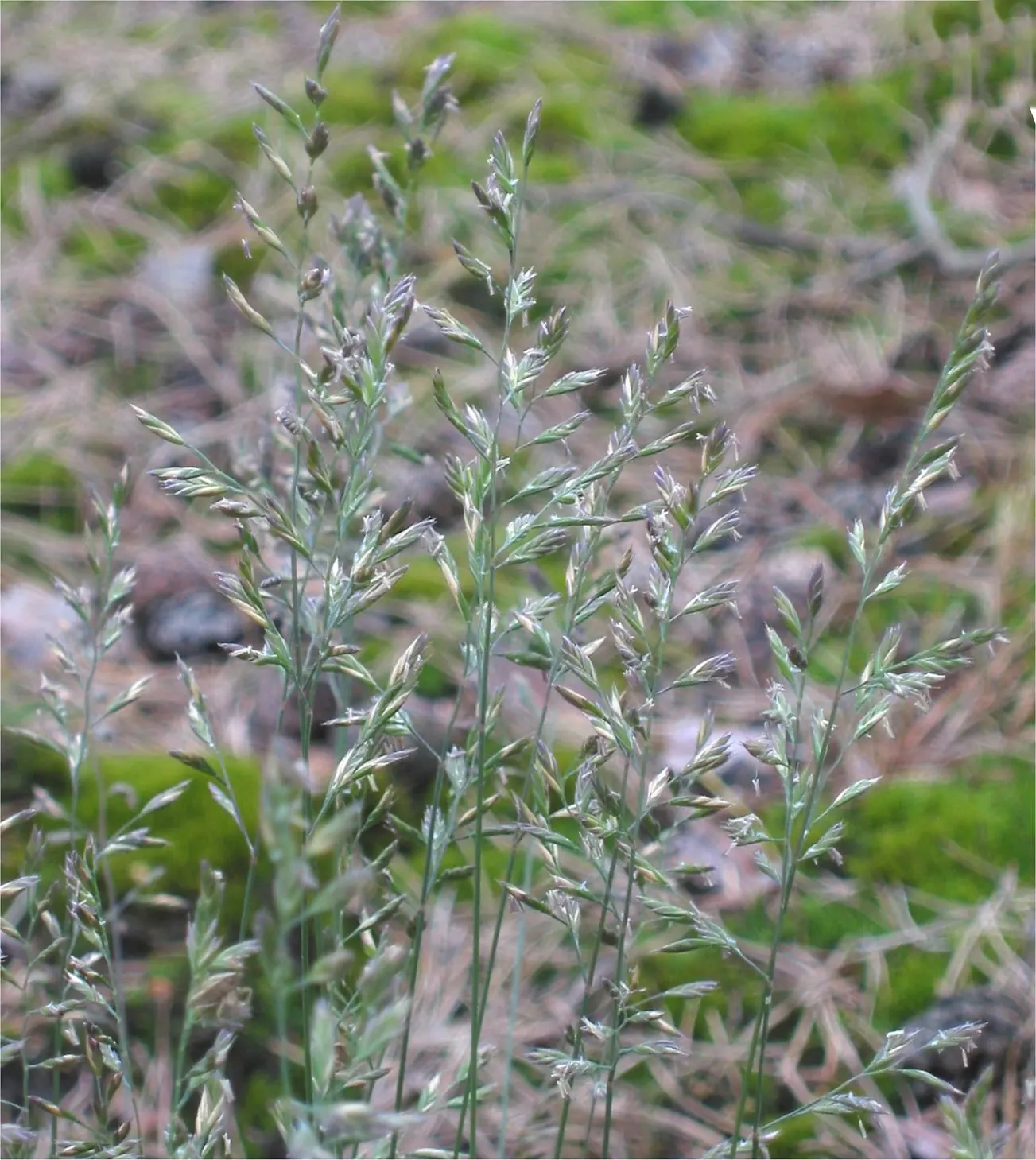 Sheep's Fescue (Festuca Trachyphylla 'Rana Creek') — Its adaptability and modest size make it an ideal candidate for mass planting