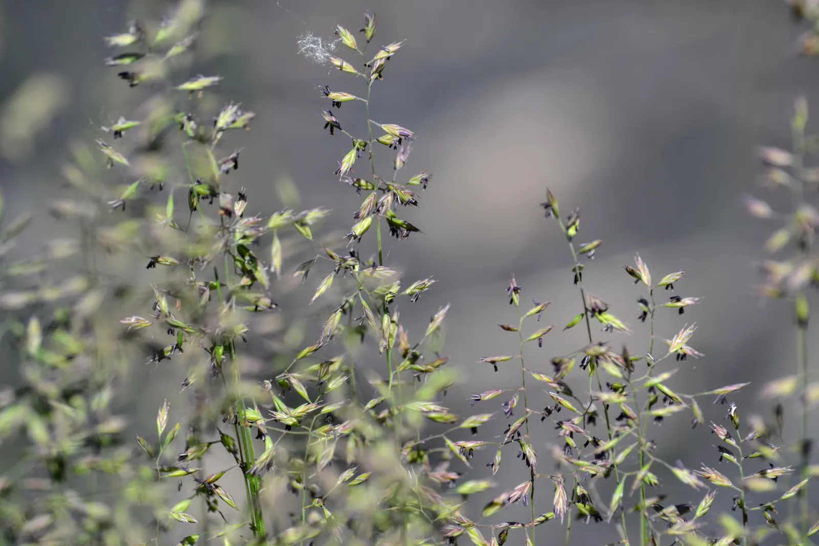 Sheep's Fescue (Festuca Trachyphylla 'Rana Creek') — prized for its drought tolerance and ability to thrive in a wide range of soil types