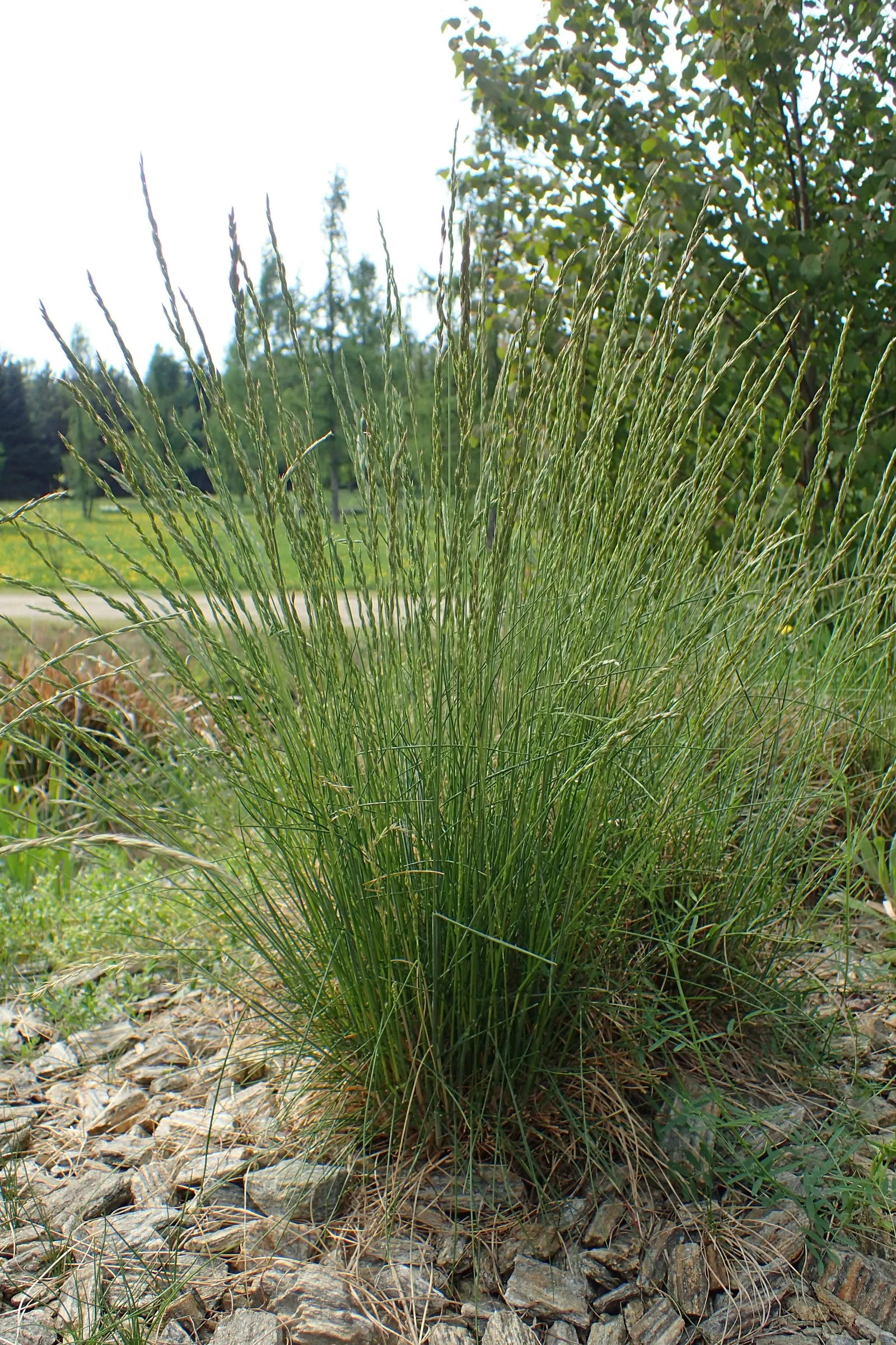 Sheep's Fescue (Festuca Trachyphylla 'Rana Creek') — is a resilient and versatile grass that brings a fine-textured