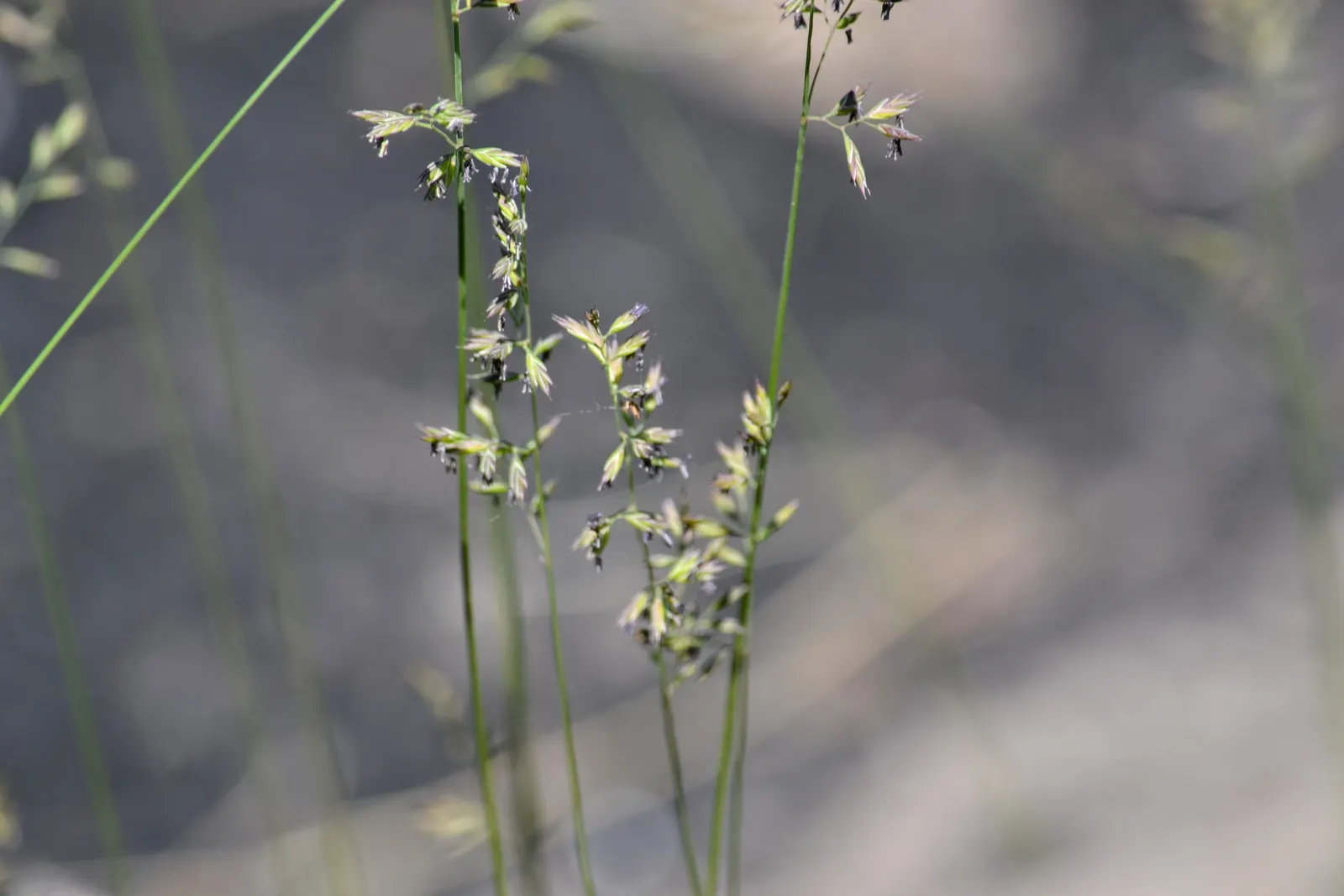 Sheep's Fescue (Festuca Trachyphylla 'Rana Creek') — This grass variety is excellent for erosion control and can perform well in both full sun and partial shade