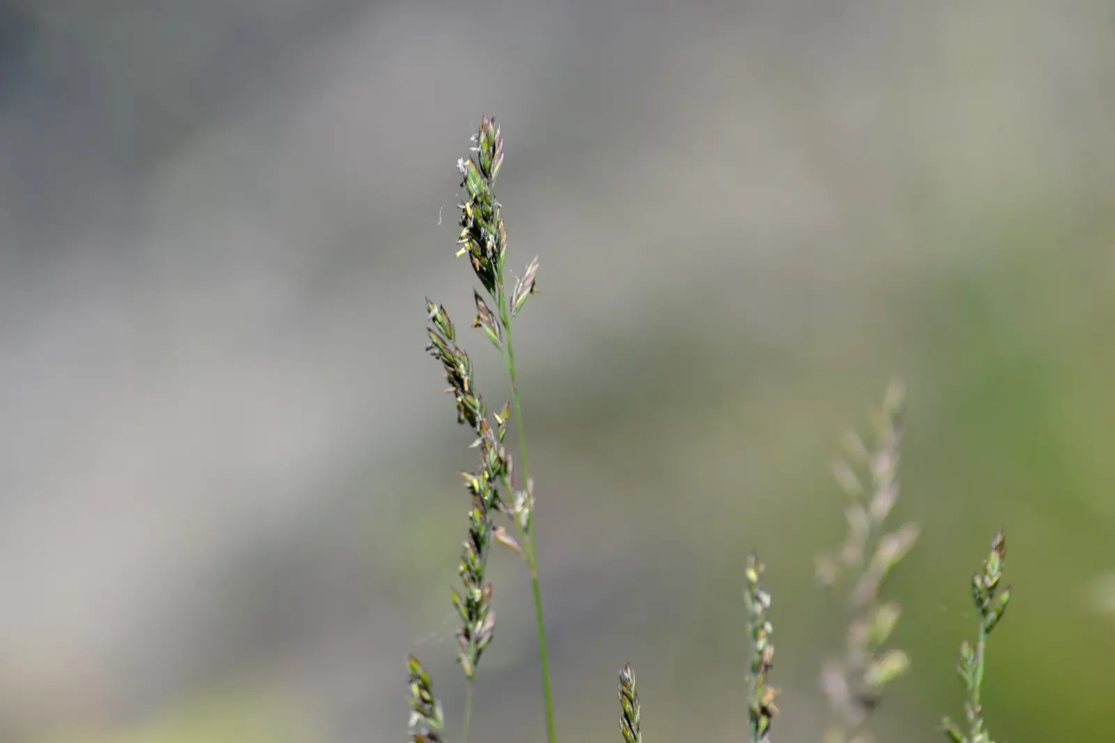 Sheep's Fescue (Festuca Trachyphylla 'Rana Creek') — Sheep's Fescue 'Rana Creek' (Festuca trachyphylla) is a resilient