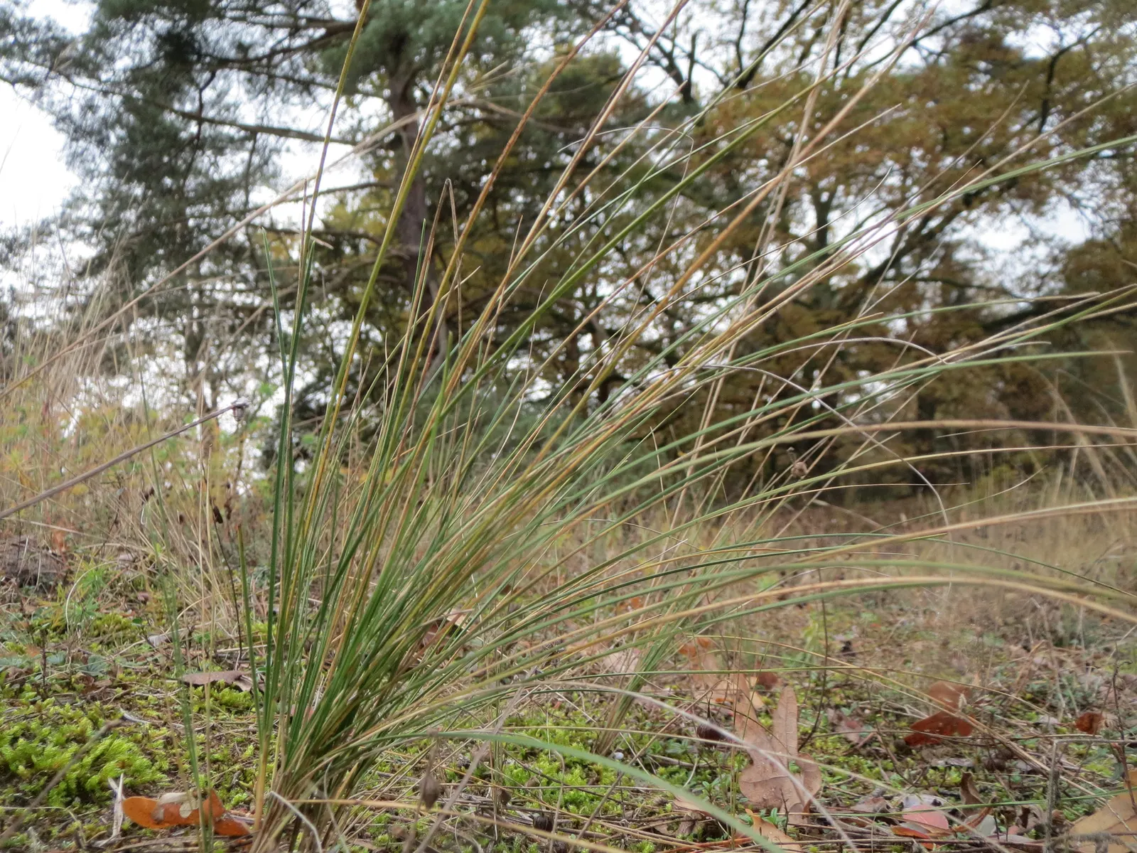 Sheep's Fescue (Festuca Trachyphylla 'Rana Creek') — It typically reaches heights of around 6 to 10 inches