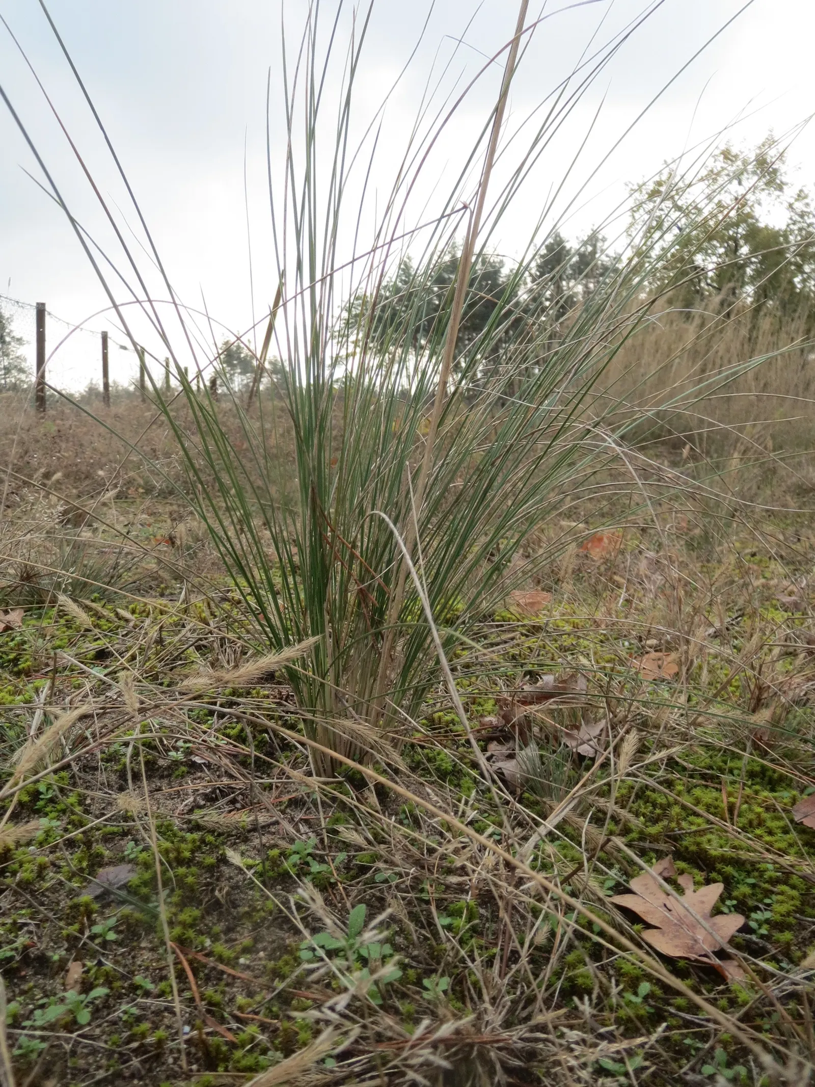 Sheep's Fescue (Festuca Trachyphylla 'Rana Creek') — This cultivar is a cool-season perennial grass with a clumping growth habit