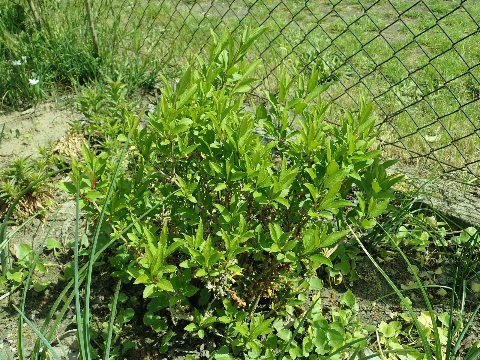 Lynwood Gold Forsythia (Forsythia X Intermedia 'Lynwood') — Typically reaching an impressive size of 6 to 9 feet in height and spreading to a width of 7 to 10