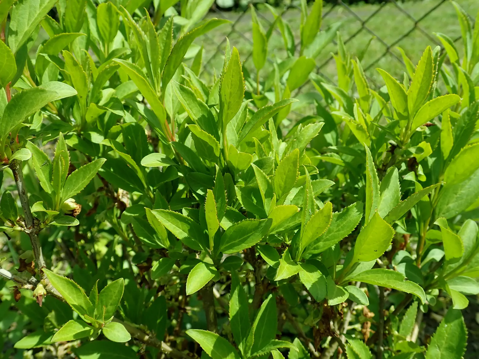 Lynwood Gold Forsythia (Forsythia X Intermedia 'Lynwood') — is adaptable to a broad range of soil types