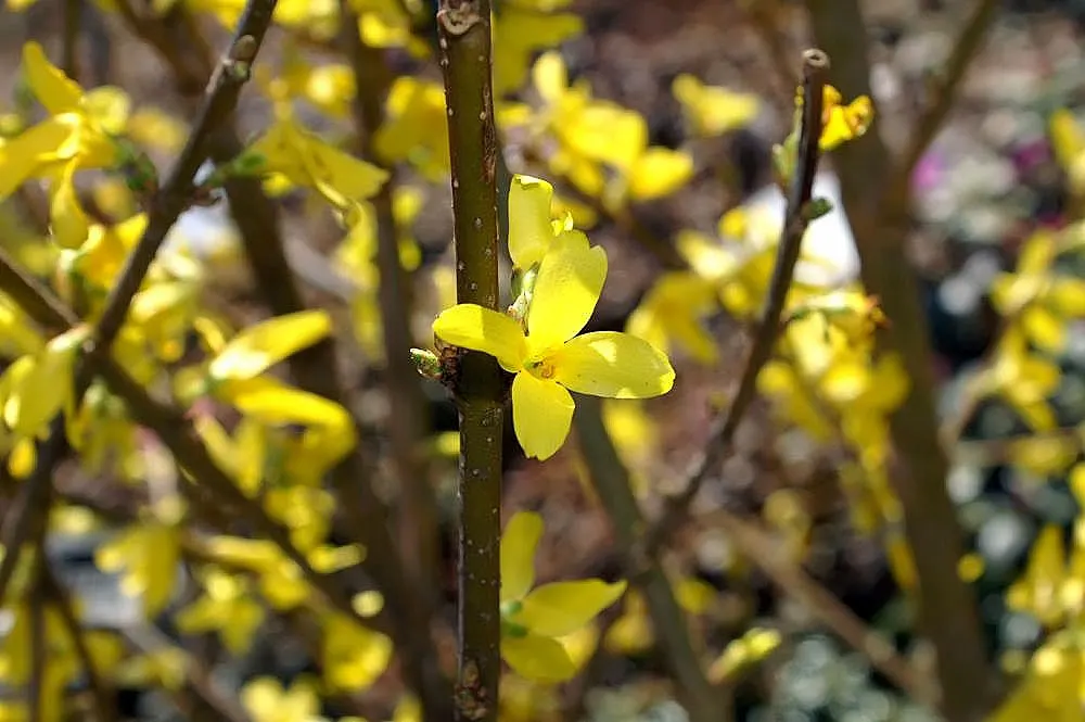 Lynwood Gold Forsythia (Forsythia X Intermedia 'Lynwood') — slightly arching growth habit; a bright green during the growing season