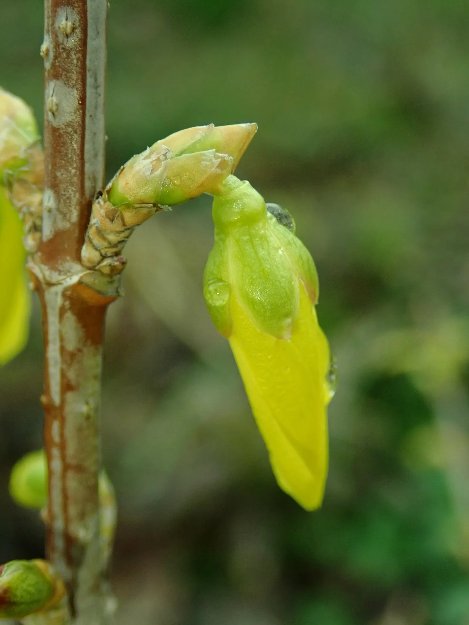 Lynwood Gold Forsythia (Forsythia X Intermedia 'Lynwood') — Moreover, it is hardy in USDA zones 5 through 8, enduring winter temperatures down to -20&deg;F