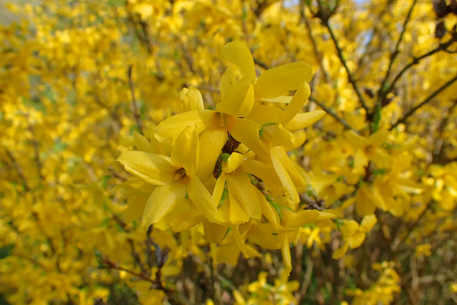 Lynwood Gold Forsythia (Forsythia X Intermedia 'Lynwood') — this medium-sized shrub exhibits an upright