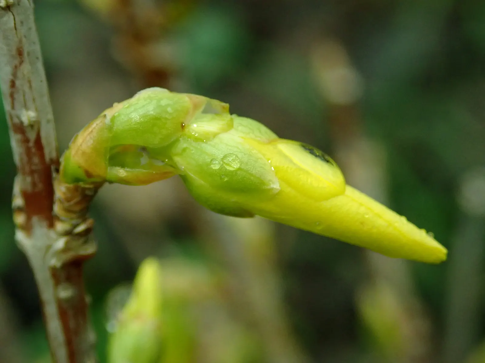 Lynwood Gold Forsythia (Forsythia X Intermedia 'Lynwood') — shrub for full or half