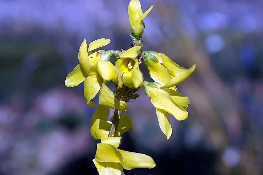 Lynwood Gold Forsythia (Forsythia X Intermedia 'Lynwood') — thriving in USDA zones 5-8; typically reaching an impressive size of 6 to 9 feet in height and