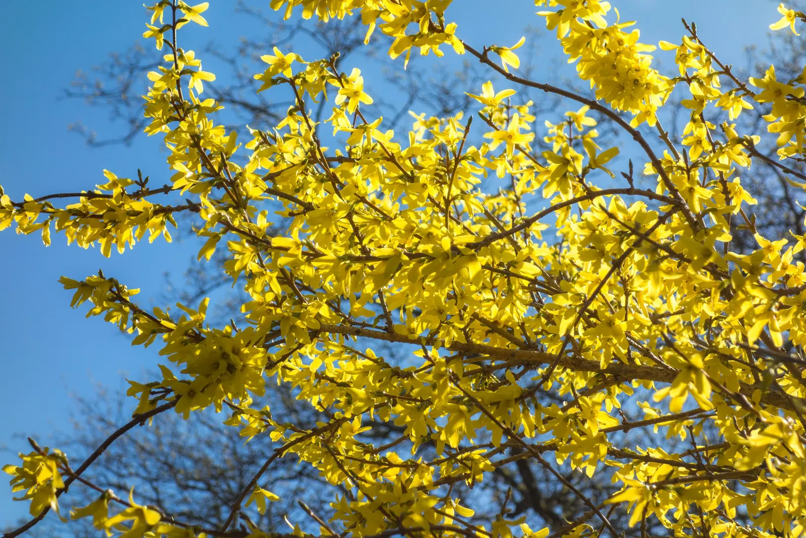 Lynwood Gold Forsythia (Forsythia X Intermedia 'Lynwood') — Typically reaching an impressive size of 6 to 9 feet in height and spreading to a width, image 32