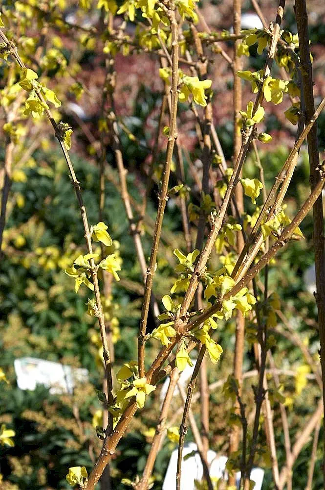 Lynwood Gold Forsythia (Forsythia X Intermedia 'Lynwood') — deciduous shrub that heralds spring with a spectacular display of bright yellow blooms; its fast