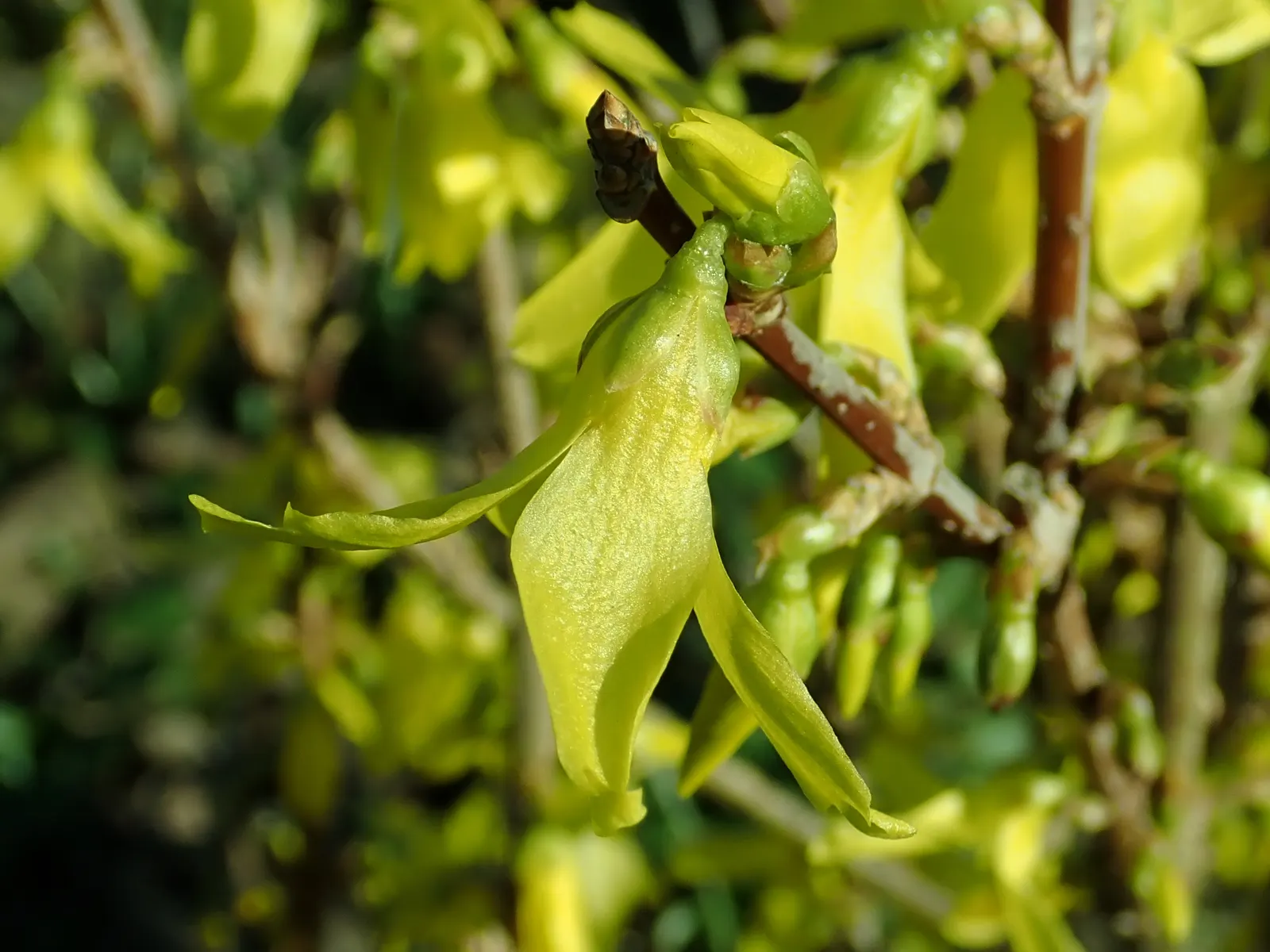 Lynwood Gold Forsythia (Forsythia X Intermedia 'Lynwood') — gold and yellow flowers in the garden