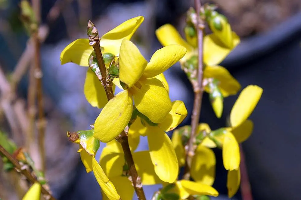 Lynwood Gold Forsythia (Forsythia X Intermedia 'Lynwood') — This hardy variety reaches 6-8 feet in height and spreads 5-7 feet; provides a lush backdrop for