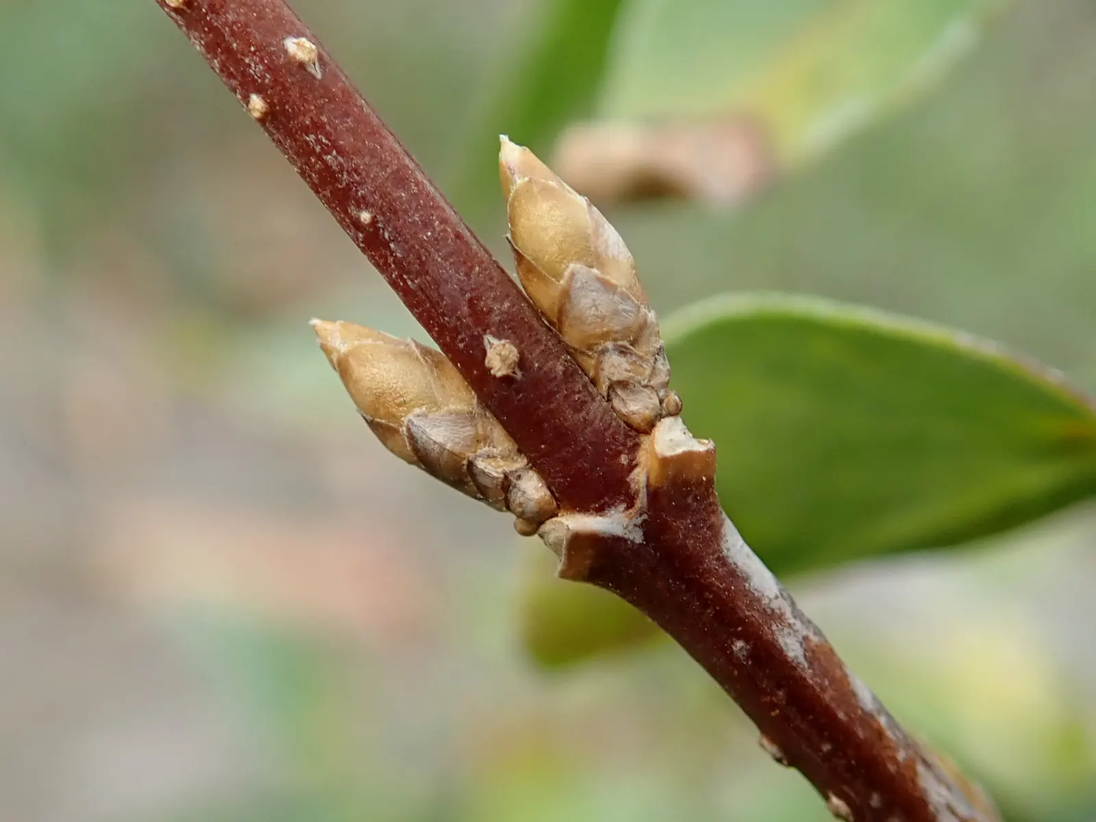 Lynwood Gold Forsythia (Forsythia X Intermedia 'Lynwood') — It prefers well-drained soil