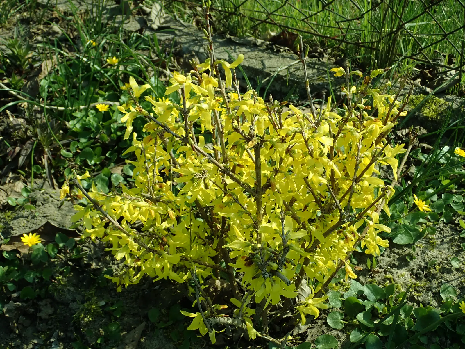 Lynwood Gold Forsythia (Forsythia X Intermedia 'Lynwood') — provides a lush backdrop for other plantings once the brilliant blooms have faded