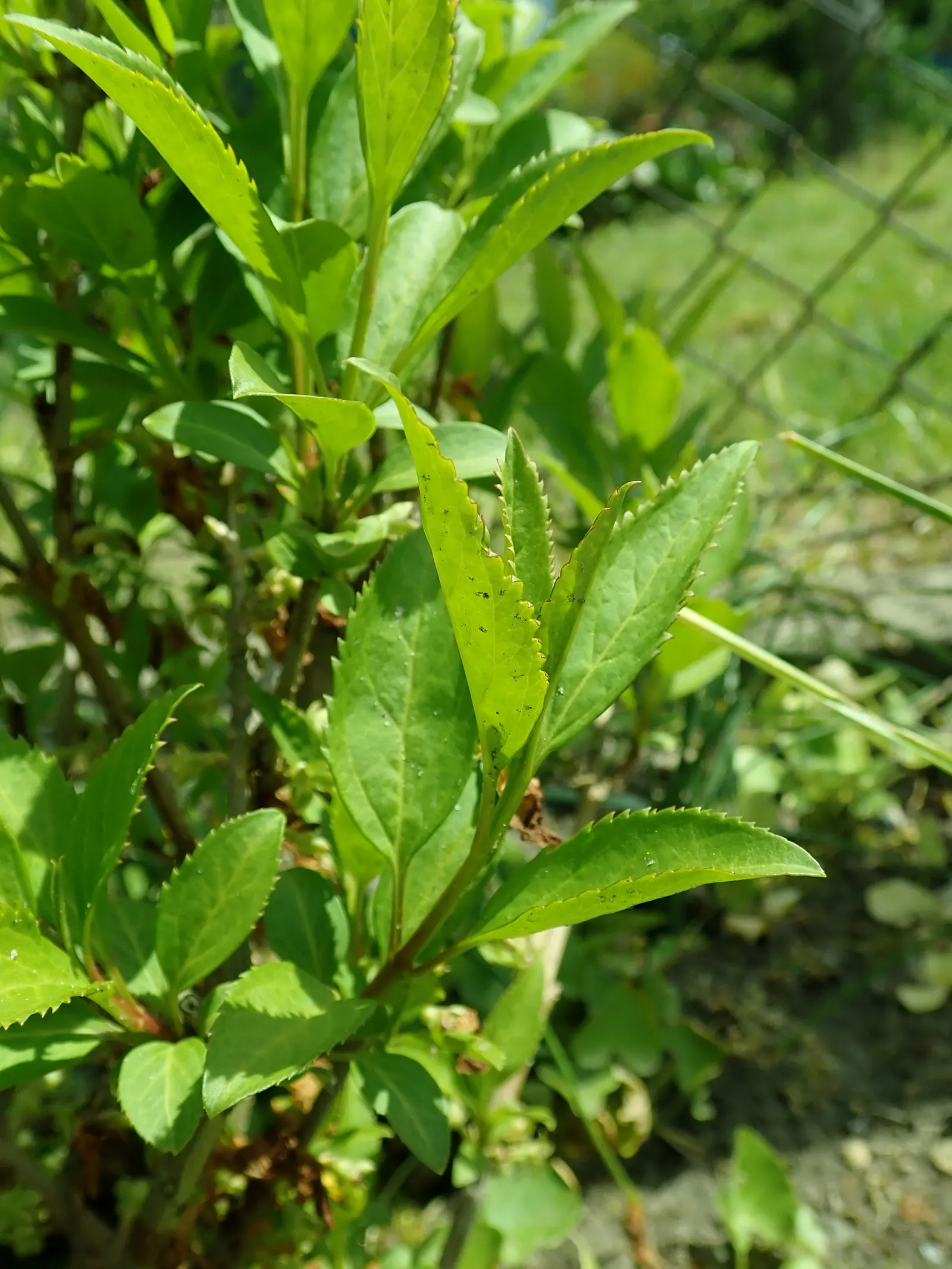 Lynwood Gold Forsythia (Forsythia X Intermedia 'Lynwood') — Lynwood Gold Forsythia should be planted in full sun to achieve maximum flowering