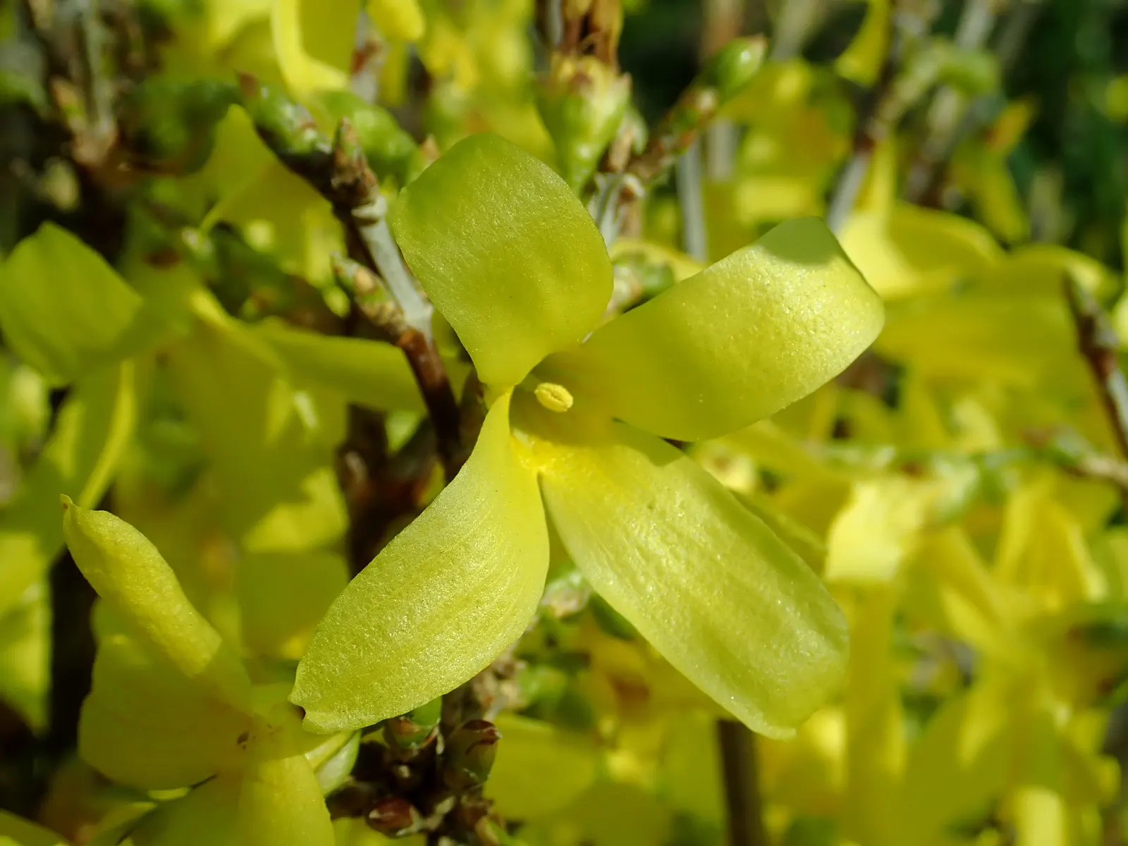 Lynwood Gold Forsythia (Forsythia X Intermedia 'Lynwood') — provides a lush backdrop for other plantings once the brilliant blooms have faded; shrub with gold