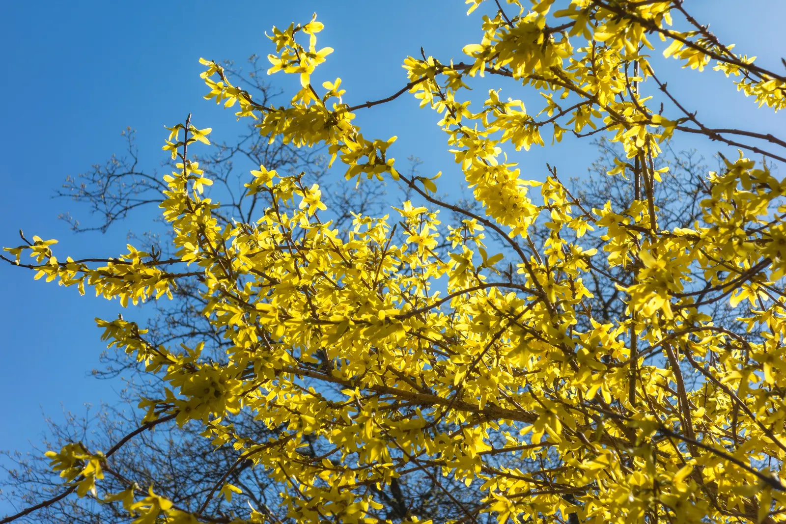 Lynwood Gold Forsythia (Forsythia X Intermedia 'Lynwood') — Its fast growth and upright habit allow it to quickly establish in full sun to part shade