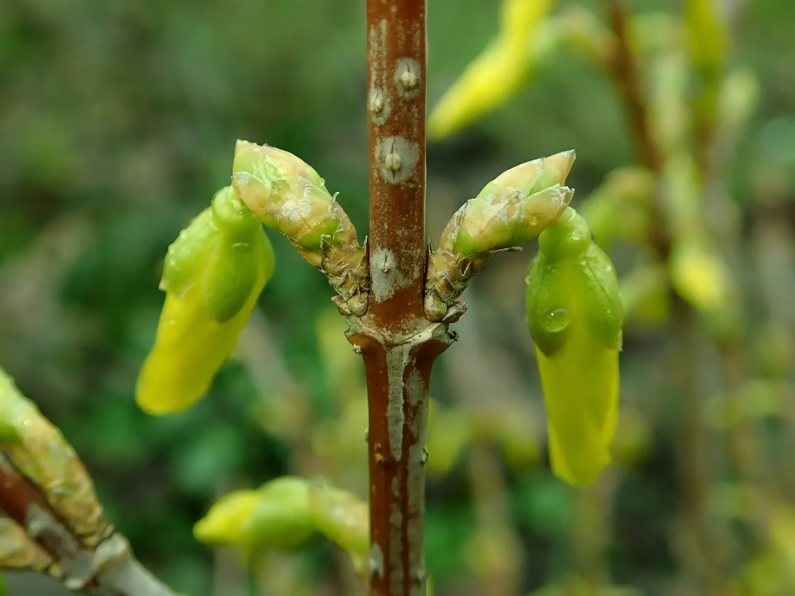 Lynwood Gold Forsythia (Forsythia X Intermedia 'Lynwood') — with masses of blooms covering the branches before the leaves emerge