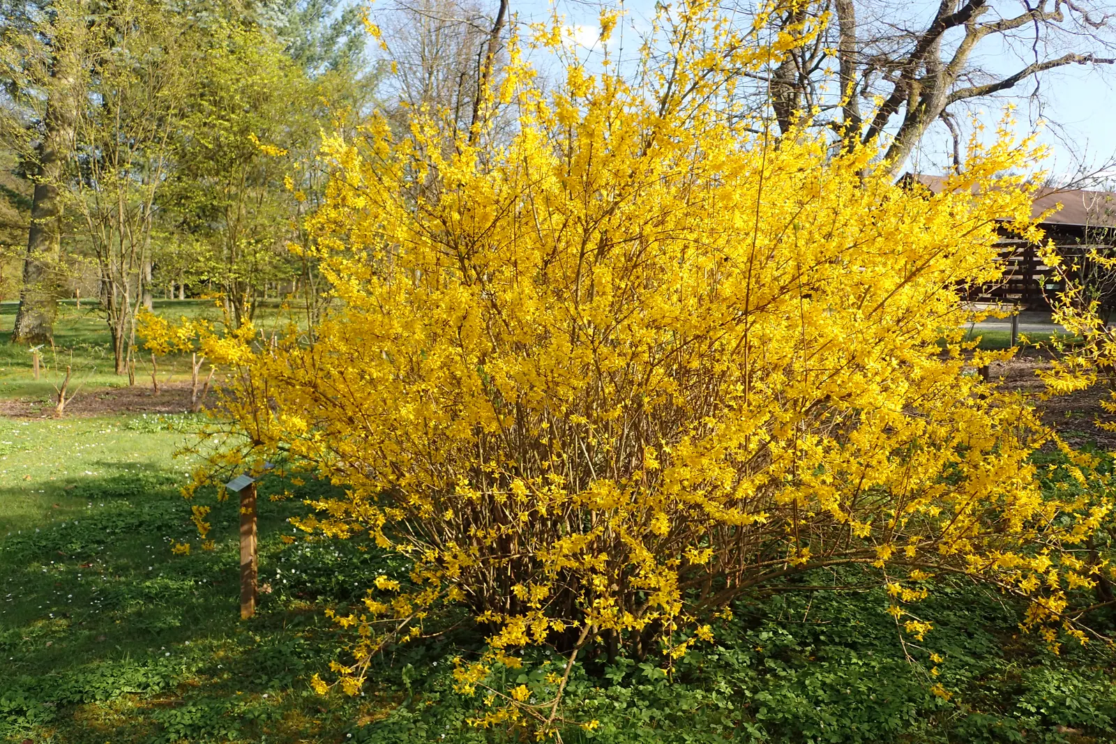 Lynwood Gold Forsythia (Forsythia X Intermedia 'Lynwood') — making it an excellent choice for borders or as a colorful accent