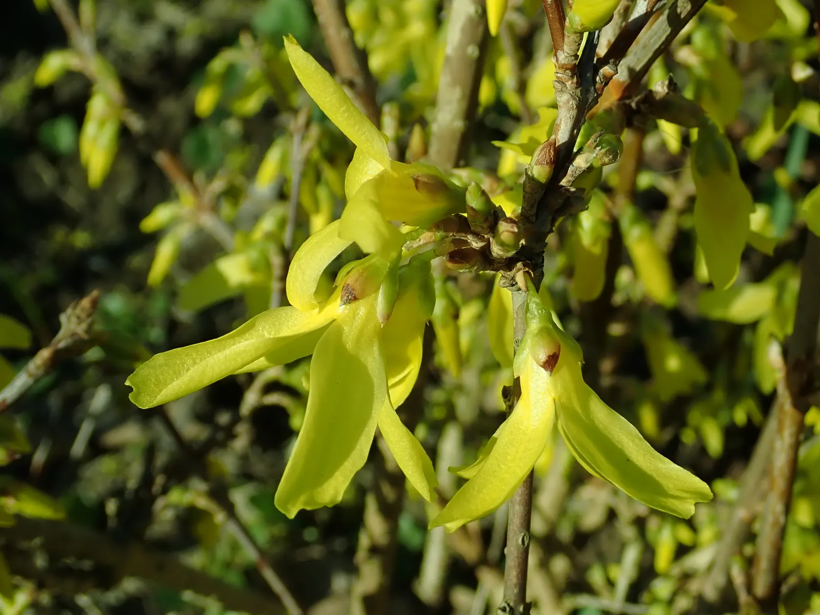 Lynwood Gold Forsythia (Forsythia X Intermedia 'Lynwood') — deciduous shrub that heralds spring with a spectacular display of bright yellow blooms