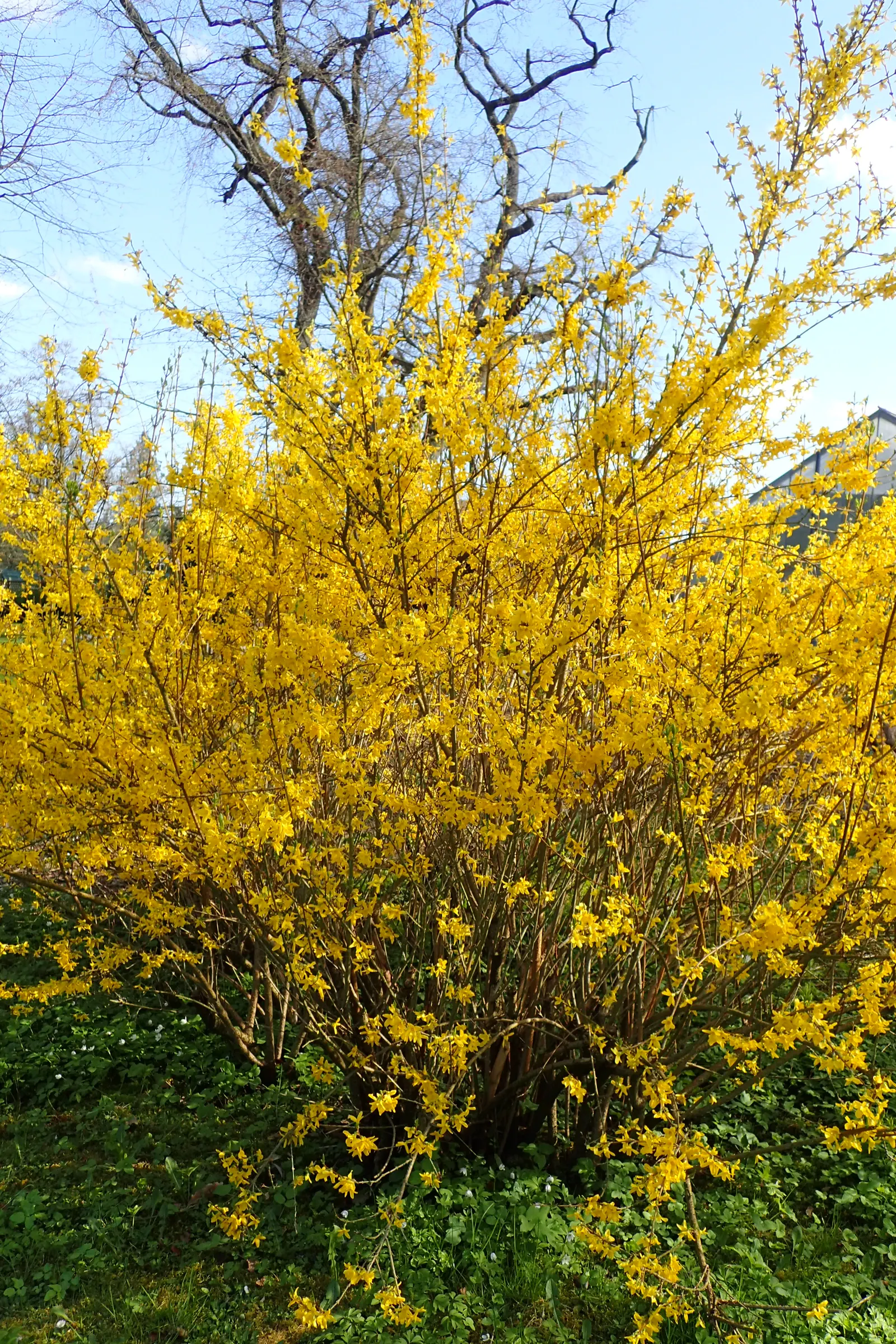 Lynwood Gold Forsythia (Forsythia X Intermedia 'Lynwood') — a bright green during the growing season