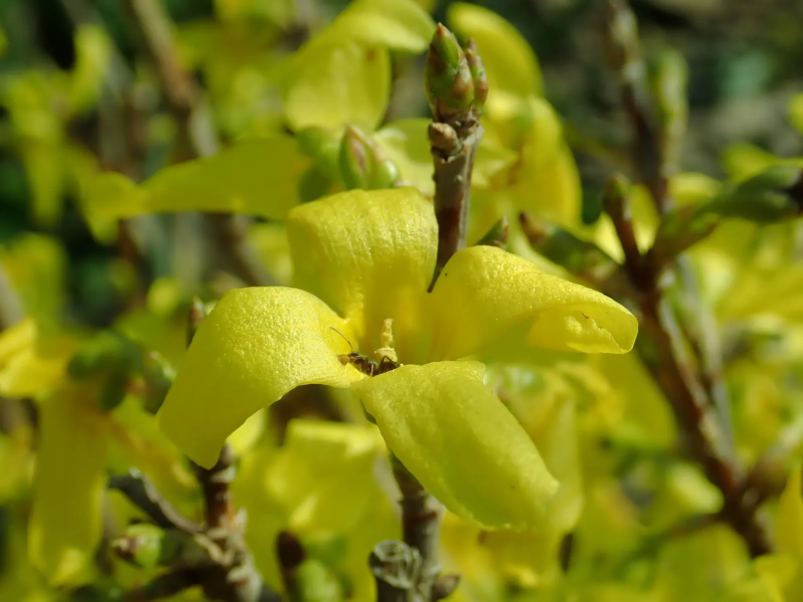 Lynwood Gold Forsythia (Forsythia X Intermedia 'Lynwood') — Its fast growth and upright habit allow it to quickly establish in full sun to part shade; shrub