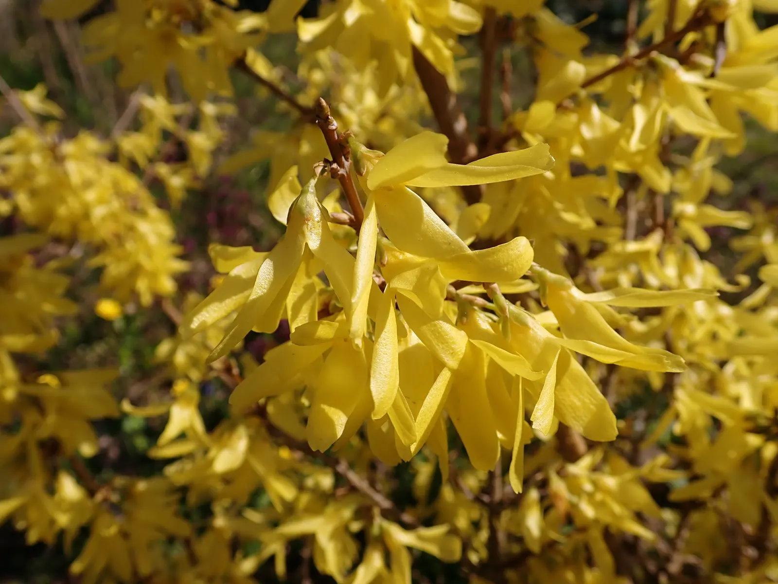 Lynwood Gold Forsythia (Forsythia X Intermedia 'Lynwood') — though it can tolerate light shade