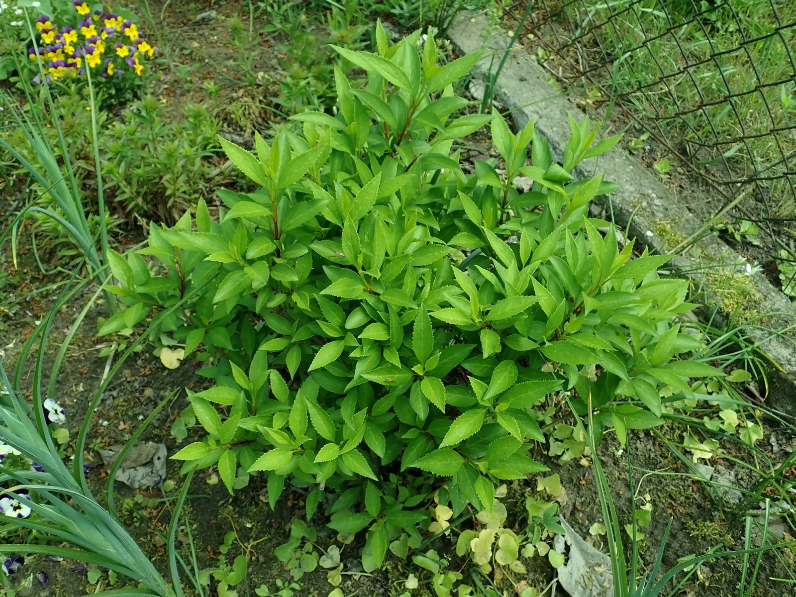 Lynwood Gold Forsythia (Forsythia X Intermedia 'Lynwood') — slightly arching growth habit